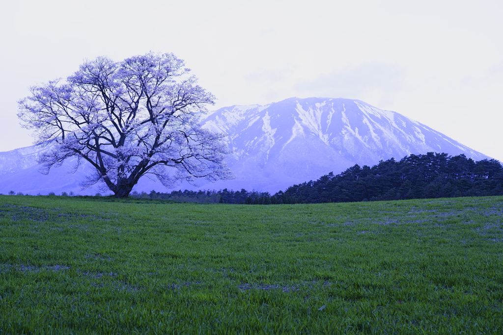 岩手山と一本桜