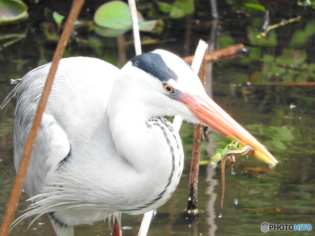 イモリを捕まえたアオサギ