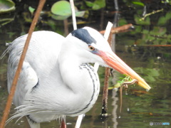 イモリを捕まえたアオサギ