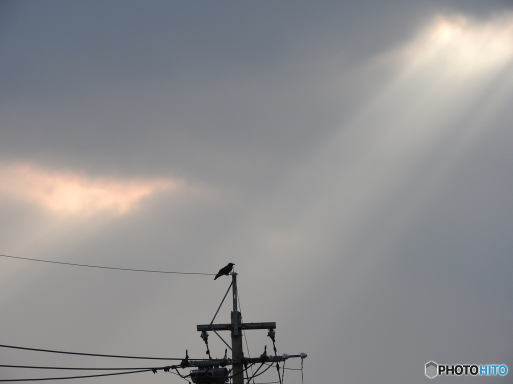 カラスと電柱