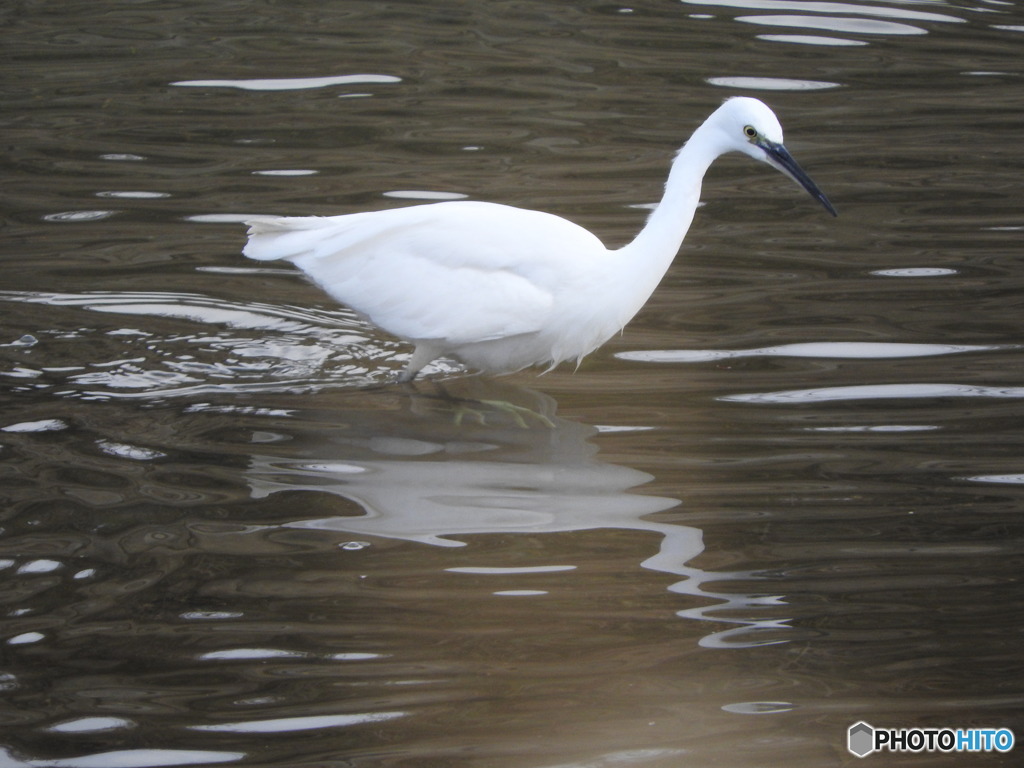 餌を探すコサギ