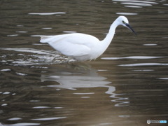 餌を探すコサギ