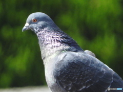 ドバト(?)