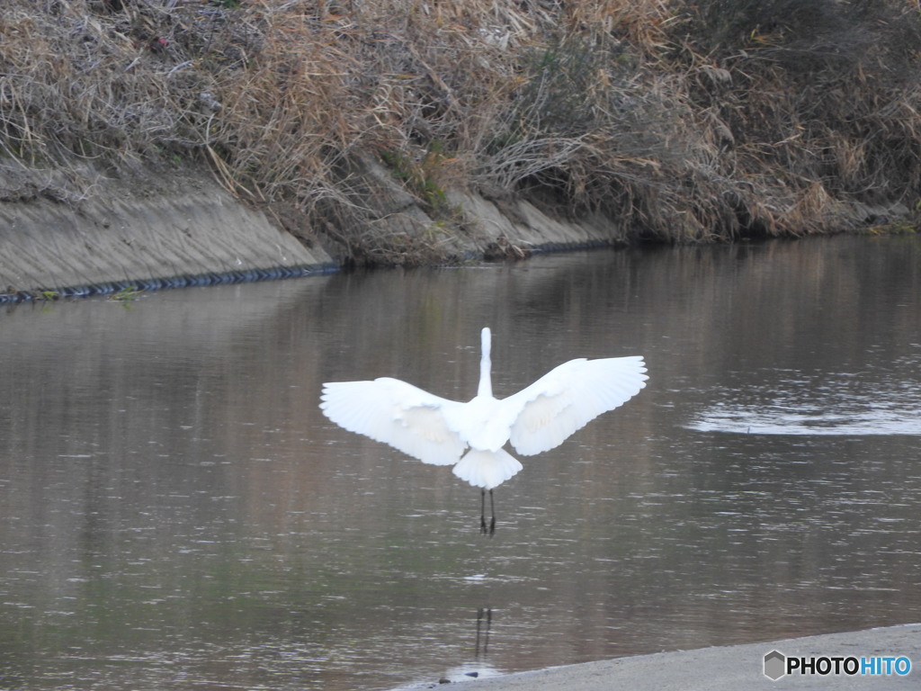 降りるダイサギ