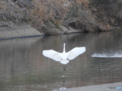 降りるダイサギ