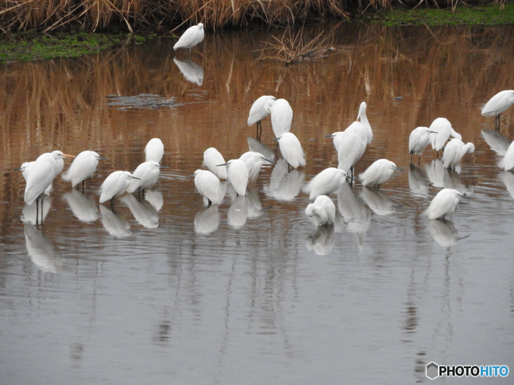 ダイサギとコサギの集団