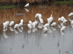 ダイサギとコサギの集団