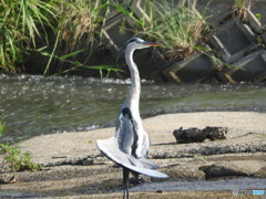 アオサギ　日光浴?