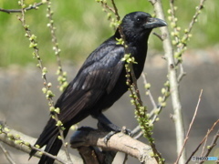 ハシボソガラス