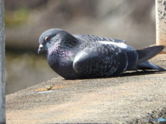 ドバト(?)