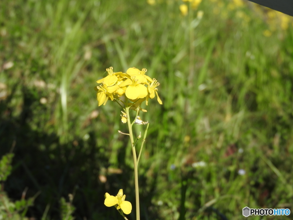 菜の花