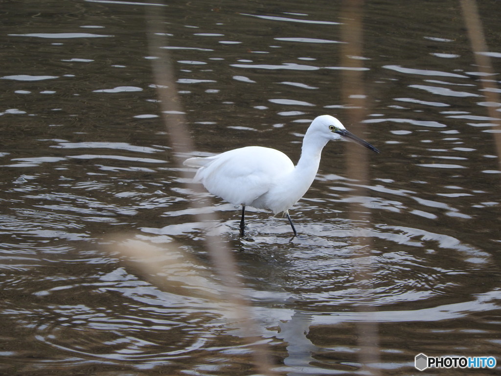 餌を探すコサギ