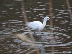 餌を探すコサギ