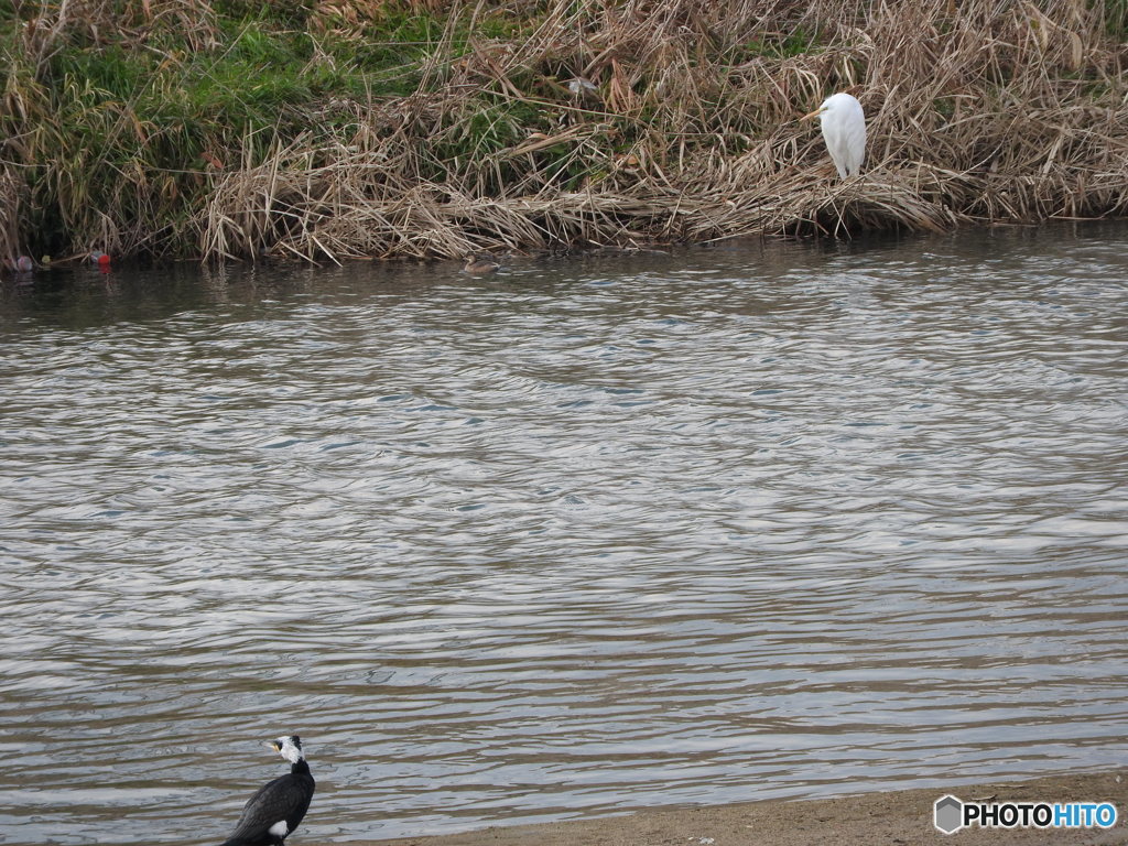 カワウとダイサギ