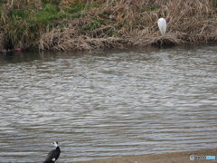 カワウとダイサギ
