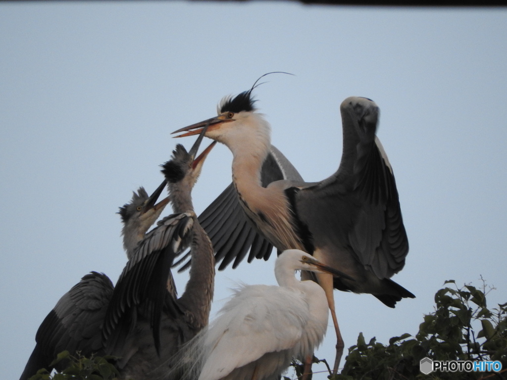 アオサギの親子