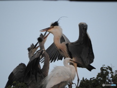 アオサギの親子