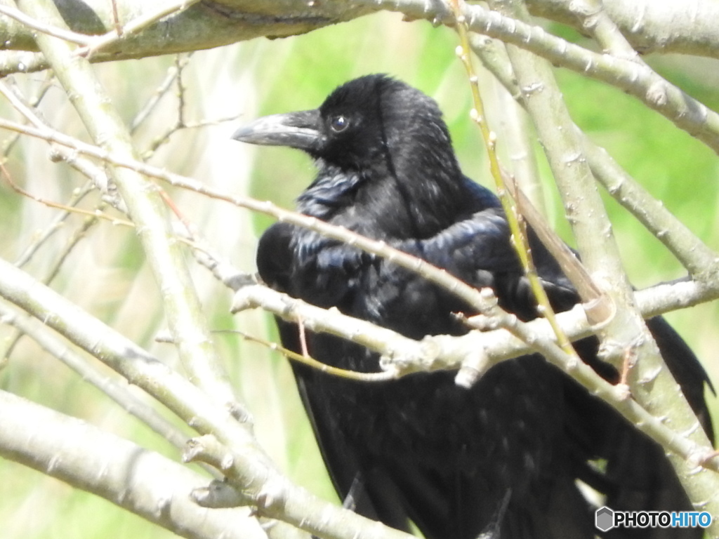 ハシボソガラス