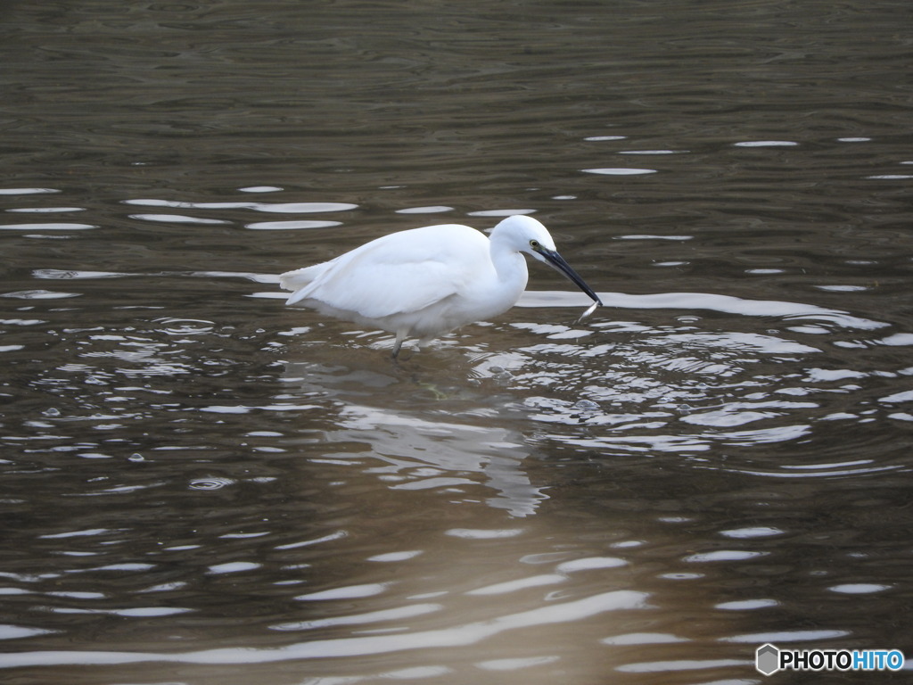 餌を捕まえたコサギ