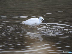 餌を捕まえたコサギ