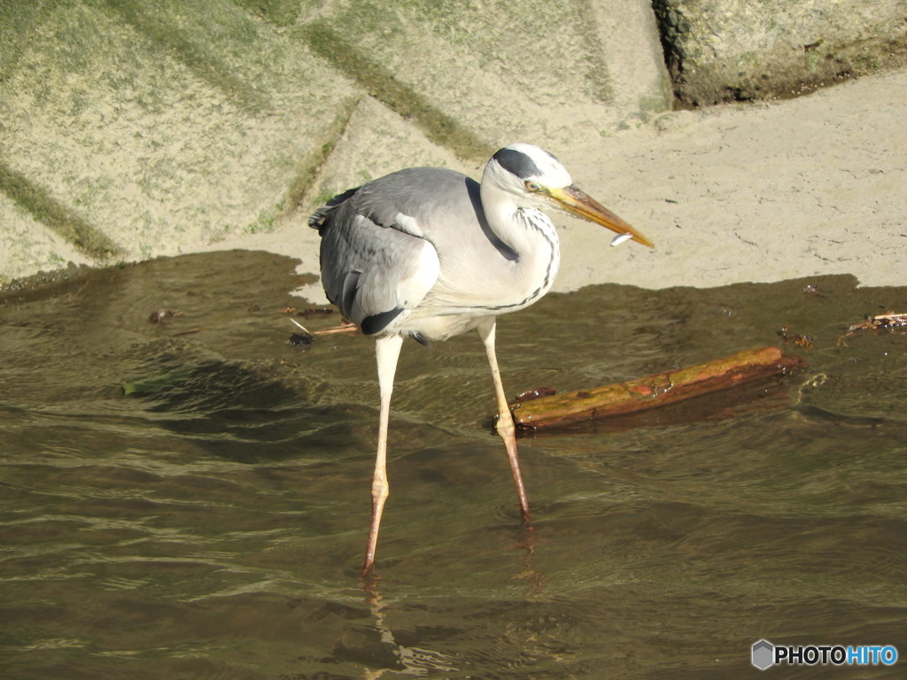 餌?を取ったアオサギ