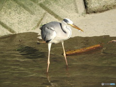 餌?を取ったアオサギ