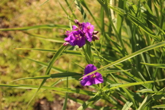 道端に咲く花