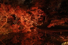 六義園 紅葉