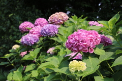 武蔵国分寺公園にて