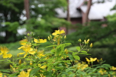 大田黒公園