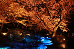 六義園 青く光る