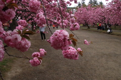 弘前城 桜