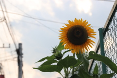 夏の夕暮れ