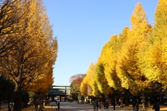 黄色がいっぱい 靖国神社