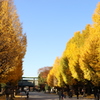黄色がいっぱい 靖国神社