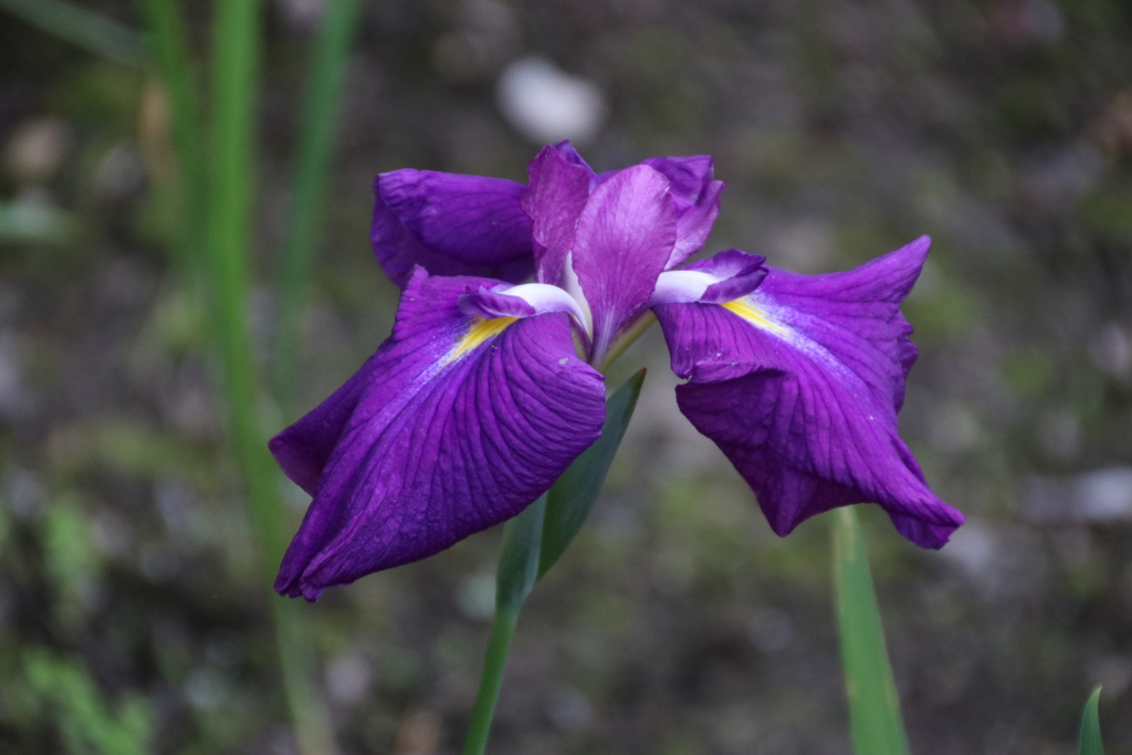 花菖蒲