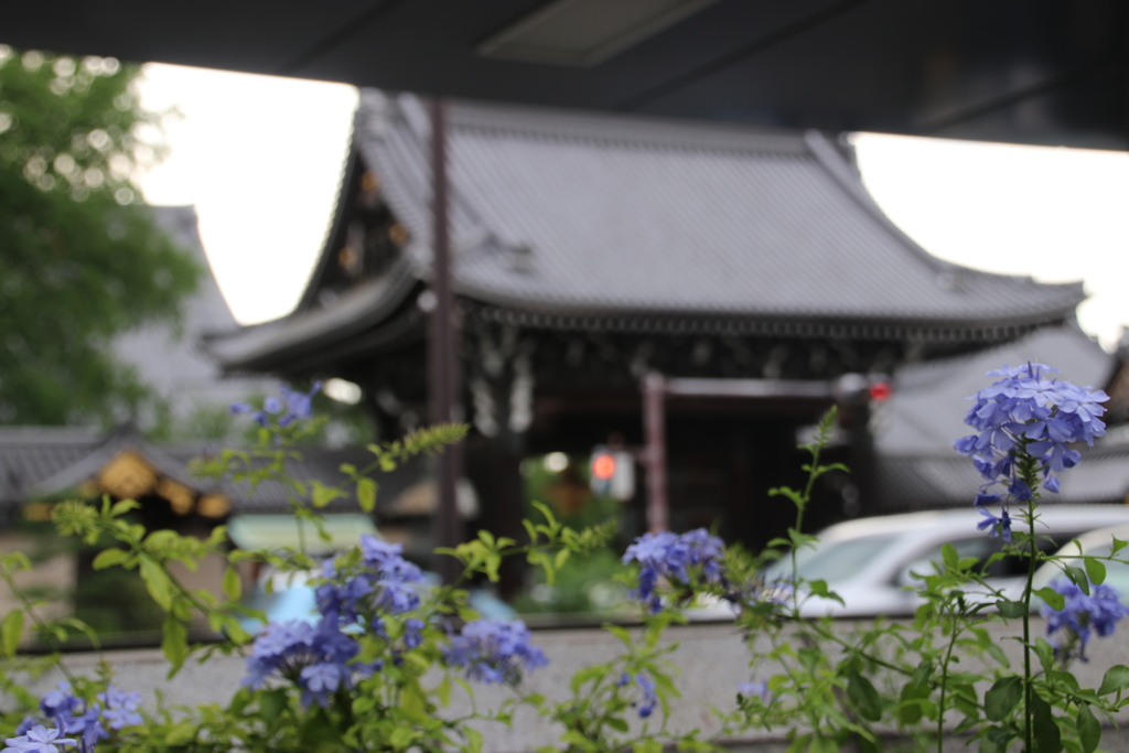 本願寺
