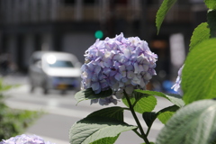 銀座の中の、数少ない自然