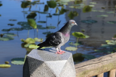 ぽっぽー