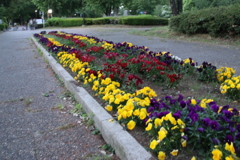 花小金井公園