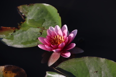 陰日向に咲く