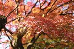 紅葉