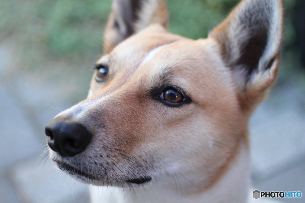 アップの犬