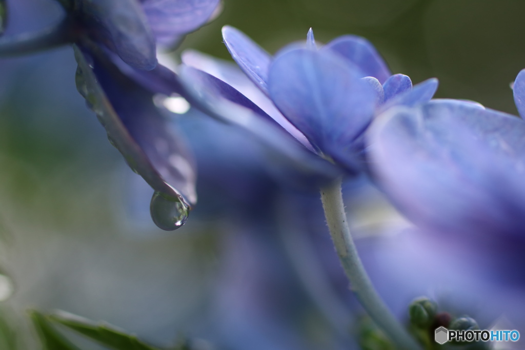 雨後のアジサイ