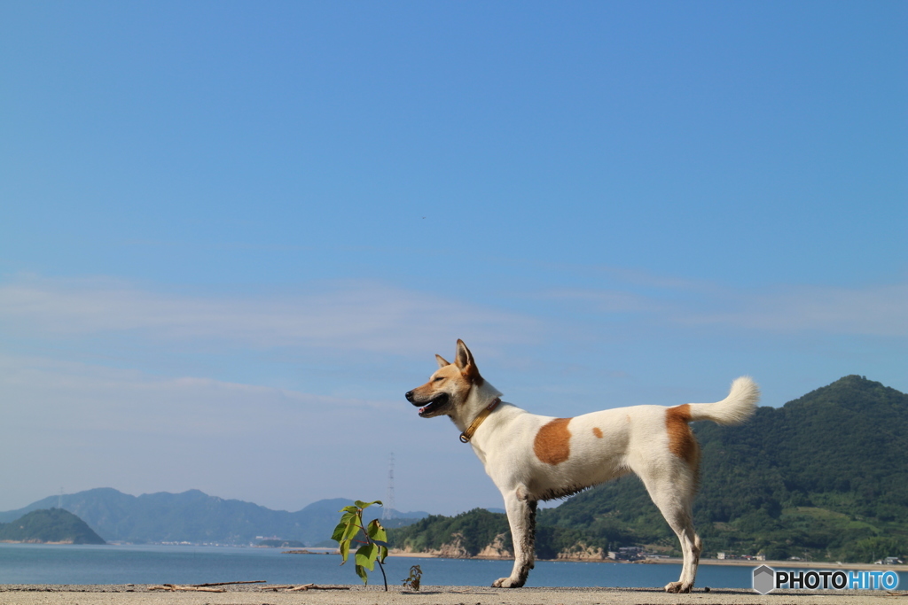 海と犬