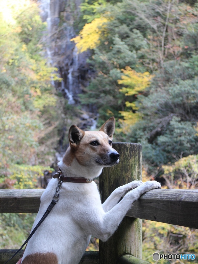 滝と犬