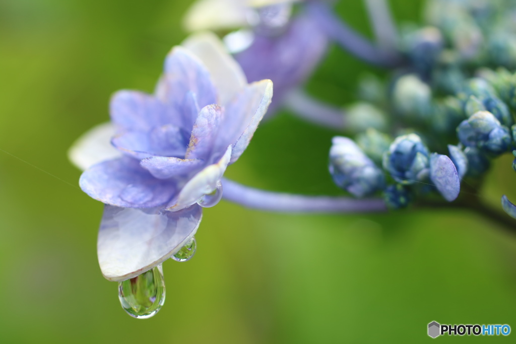 雨後のアジサイ