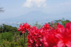 桜島とお花