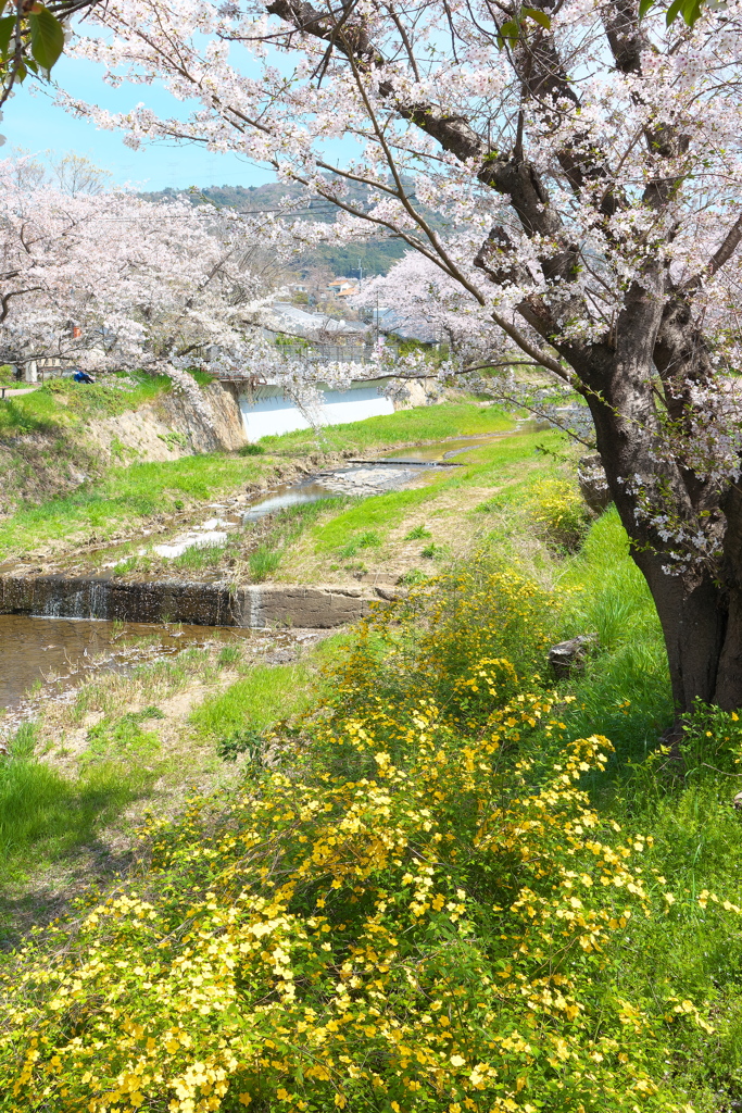 名残の桜（１）