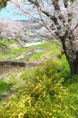 名残の桜（１）